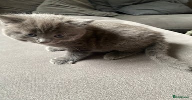 Mixed Breed cats - Advert 7