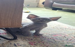 Devon Rex cats for sale: Beautiful GCCF Devon Rex kittens - Image 13