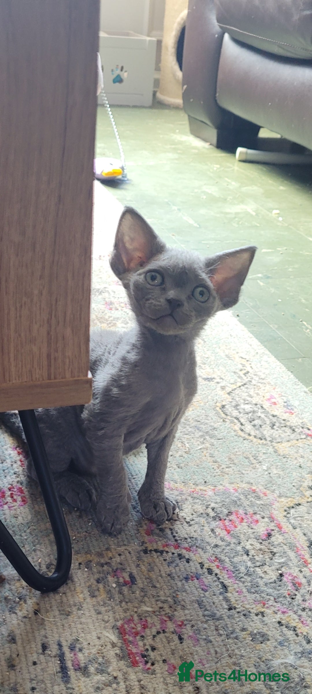 Devon Rex cats for sale: Beautiful GCCF Devon Rex kittens - Image 13