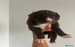 Border Collie dogs for sale: Border Collie pup- Merle, Black, Chocolate, Blonde - Image 12