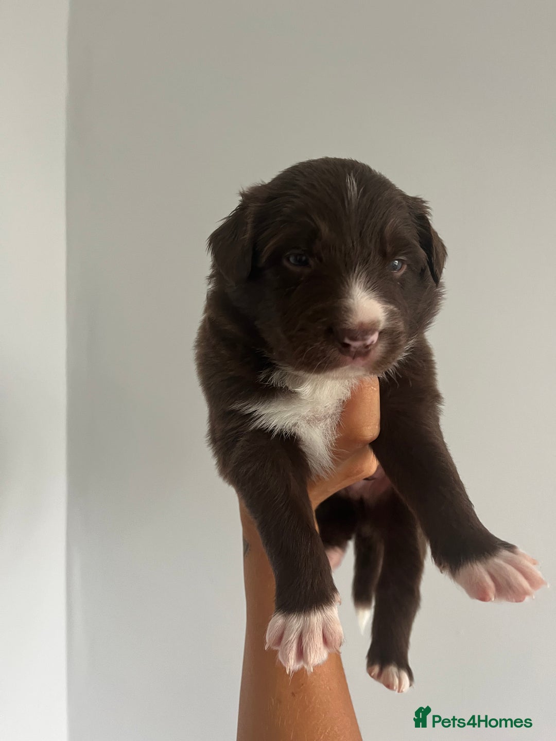 Border Collie dogs for sale: Border Collie pup- Merle, Black, Chocolate, Blonde - Image 12