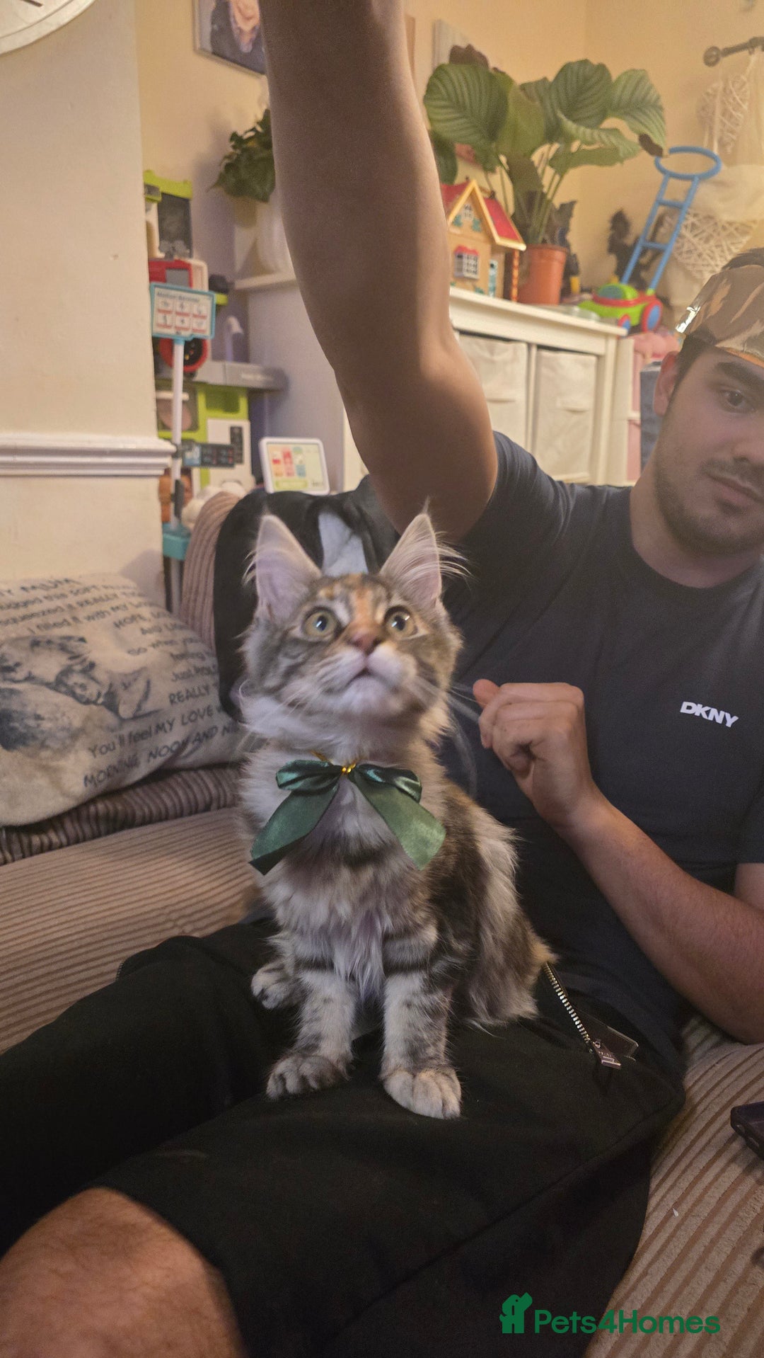 Maine Coon cats for sale: 5 beautiful maine coon ready to go - Advert 33