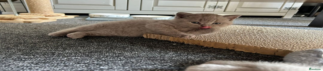 British Shorthair Kitten 2