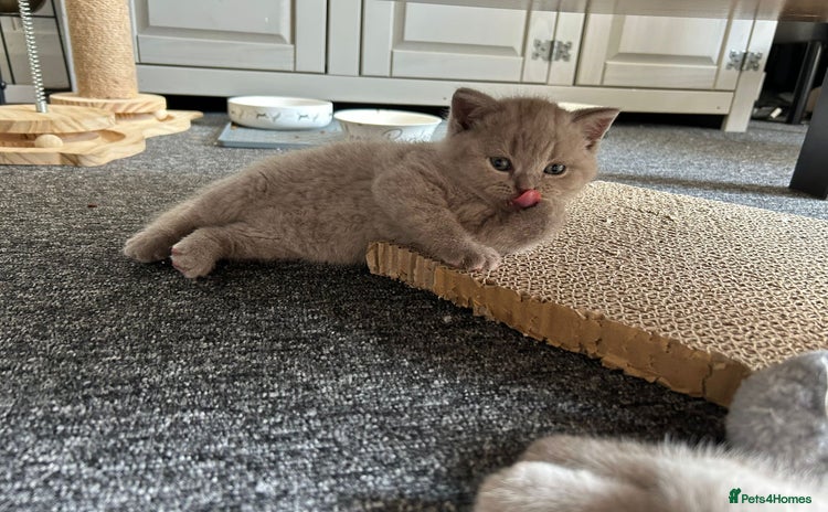 British Shorthair cats - Advert 14