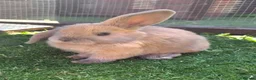 Mini Lop rabbits for sale:  Ready Now! Stunning Pure Bred Mini Lops - Advert 3