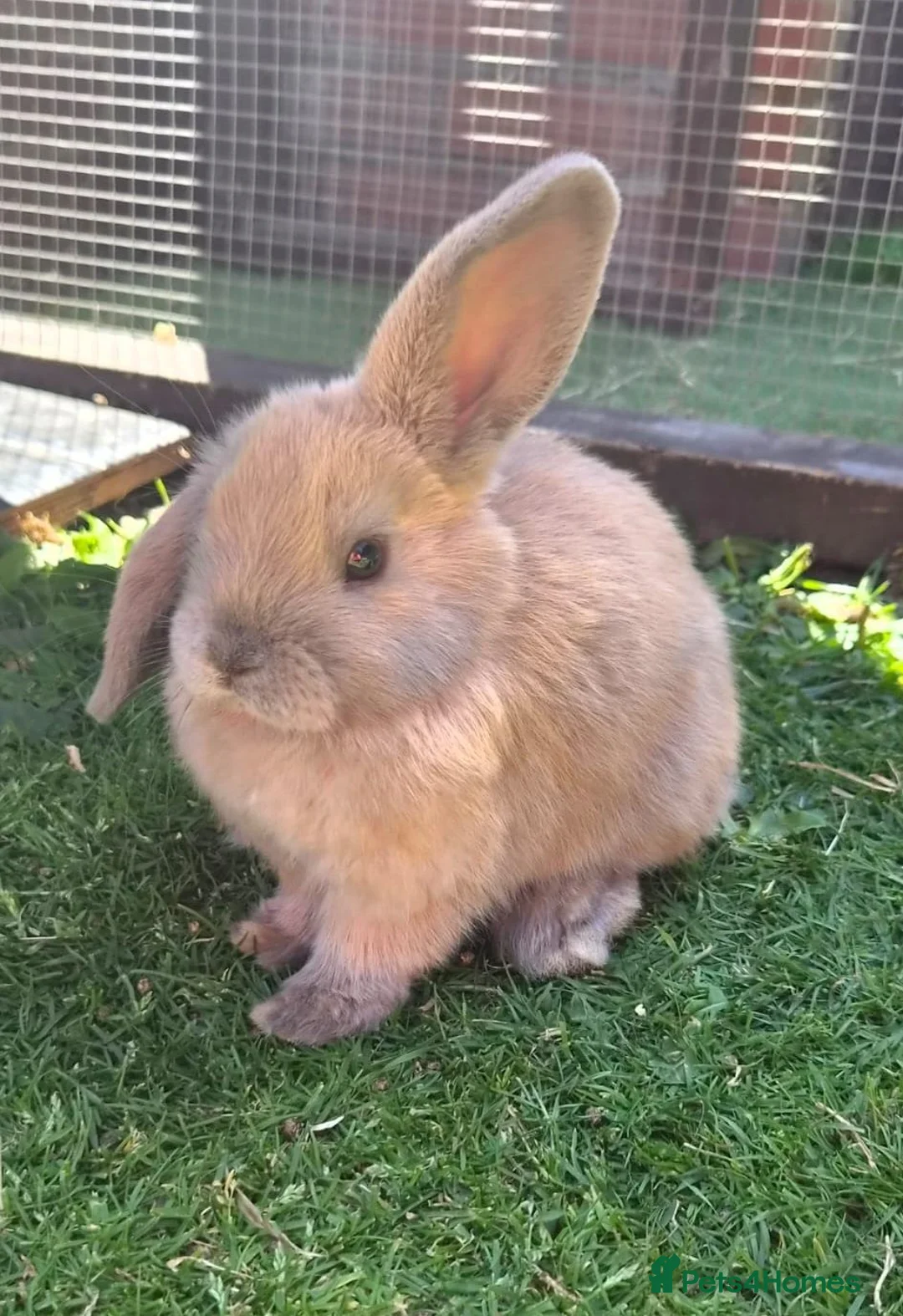 Mini Lop rabbits for sale:  Ready Now! Stunning Pure Bred Mini Lops - Advert 3