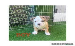 Olde English Bulldogge dogs for sale: 7 olde English bulldogs puppies - Image 11