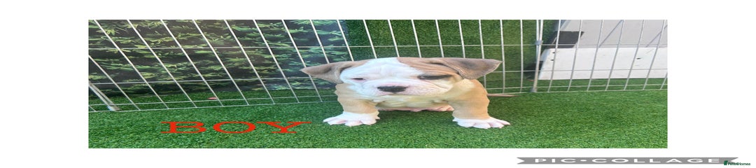 Olde English Bulldogge Puppy 6