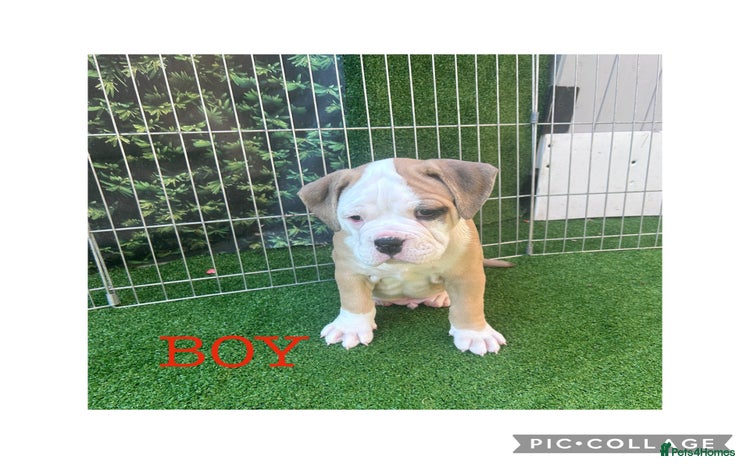 Olde English Bulldogge dogs - Advert 1