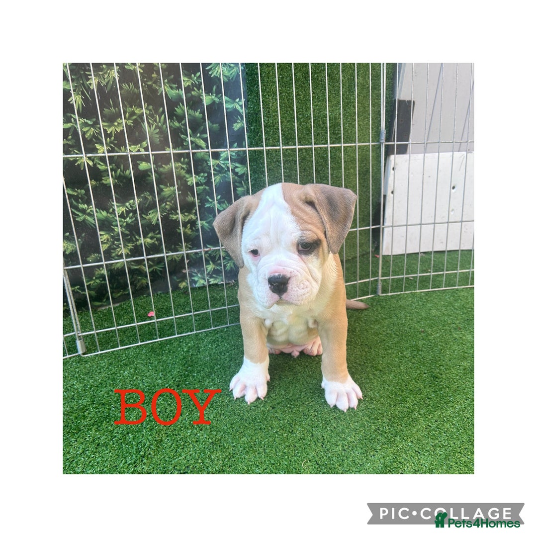 Olde English Bulldogge dogs for sale: 7 olde English bulldogs puppies - Image 11