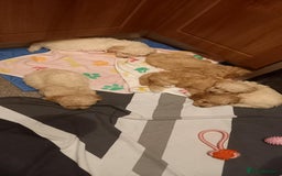 Poochon dogs for sale: Poochon Puppies - Advert 1