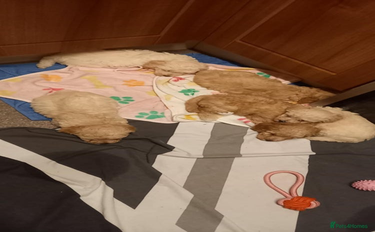 Poochon dogs Poochon Puppies - Advert 1