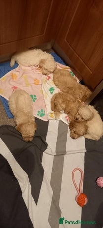 Poochon dogs Poochon Puppies - Advert 1