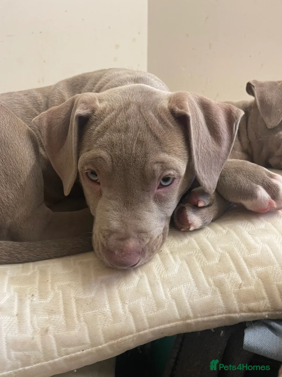 Mixed Breed dogs for sale: Blue merla - Advert 1