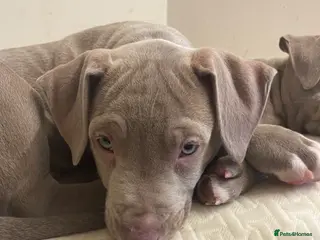 Staffordshire Bull Terrier dogs Blue merla - Advert 7