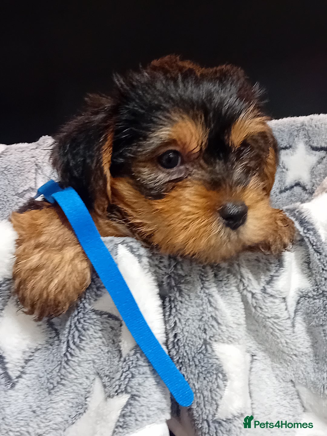 Yorkshire Terrier dogs for sale: Yorkshire Terrier Puppies 2 Boys and 1 Girl - Advert 17