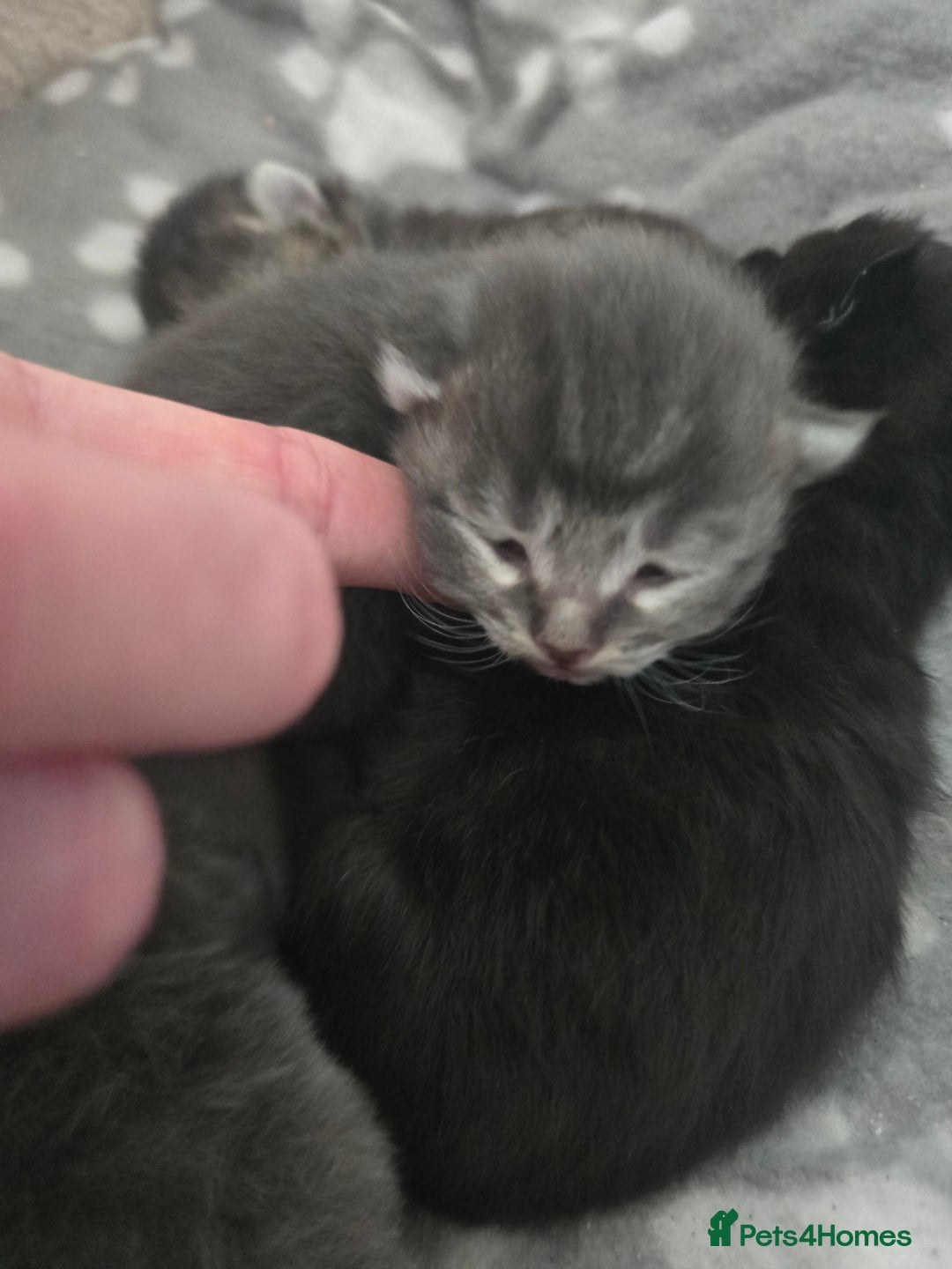 Ragdoll cats for sale: Ragdoll cross kittens  - Image 4