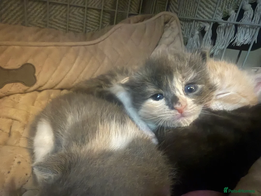 Maine Coon cats for sale: Maincoon mix  - Advert 1