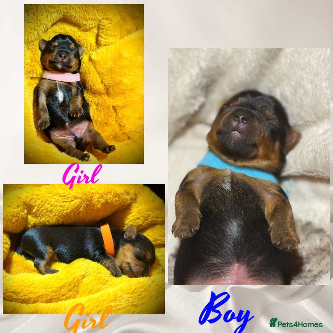 Yorkshire Terrier dogs for sale: Adorable  **  Yorkshire Terrier Puppies  - Image 6