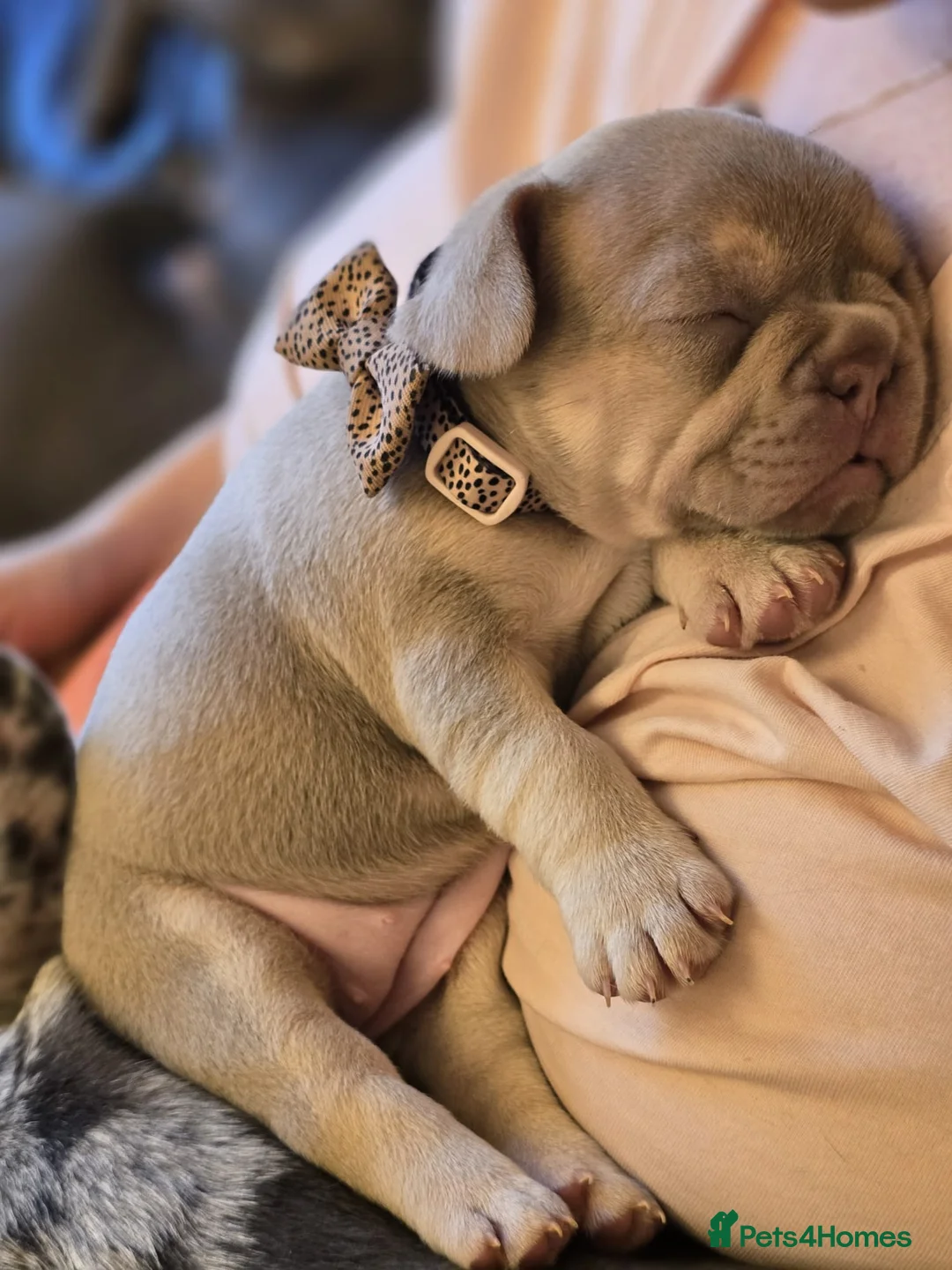 French Bulldog dogs for sale: Excellent quality Frenchie - Advert 2