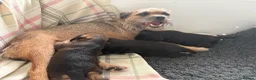 Border Terrier dogs for sale: 3 Beautiful KC registered border terriers - Advert 6