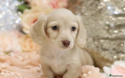 Miniature Dachshund dogs for sale: KC Registered Cream Longhair Puppies - Image 20