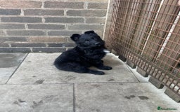 German Shepherd dogs for sale: Stunning top quality German shepherd puppies - Image 29