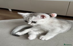 British Shorthair cats for sale: British shorthair x kittens for sale - Image 11
