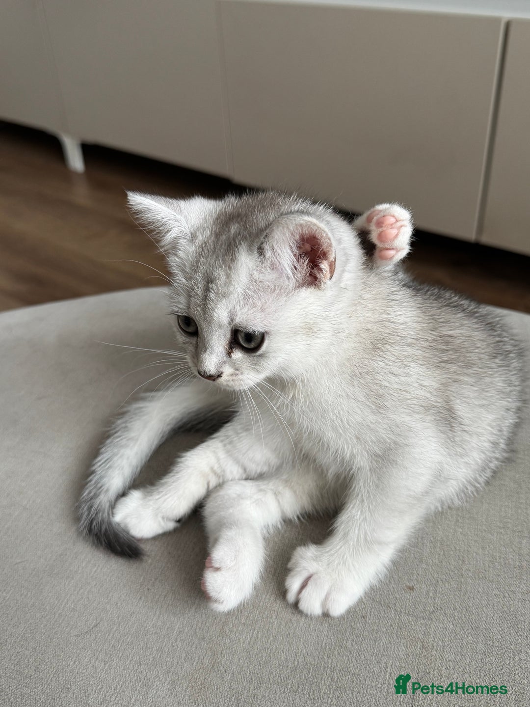 British Shorthair cats for sale: British shorthair x kittens for sale - Image 11