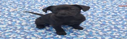 Mixed Breed dogs for sale: French bulldog x german spitz in Wigan - Advert 19