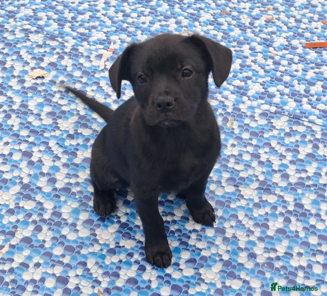 Mixed Breed dogs for sale: French bulldog x german spitz in Wigan - Advert 19