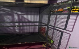 Rat rodents for sale: Pet planet cage only no animals  - Image 2