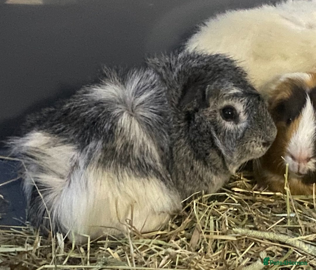 Guinea Pig rodents for sale: Abysinnian Rosette Guinea Pig  - Advert 2