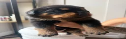 Rottweiler dogs for sale: Rottweiler puppies  - Advert 4