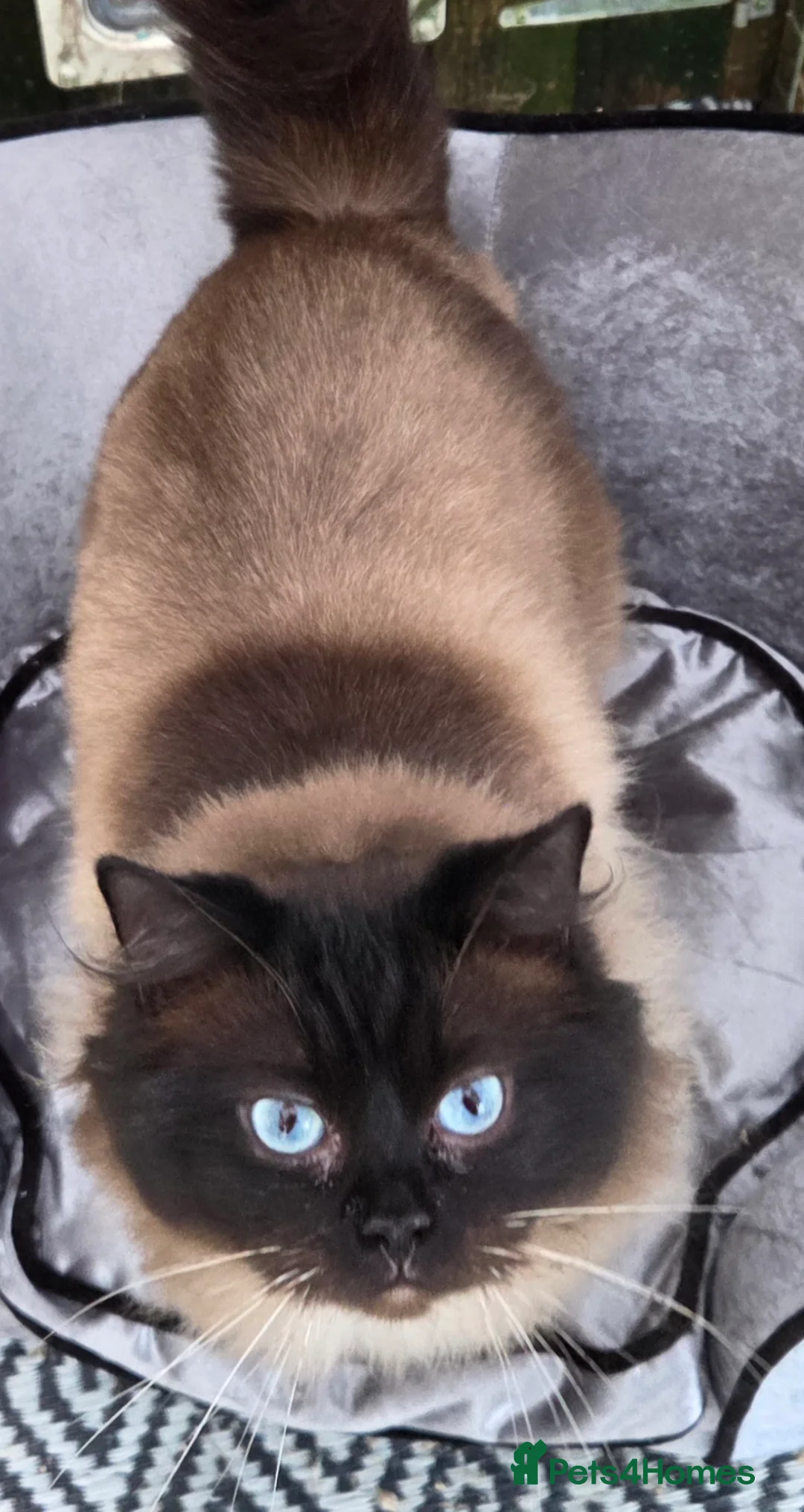 Ragdoll cats for stud: 3 Beautiful Gentle Ragdoll Studs in Bodmin - Advert 7