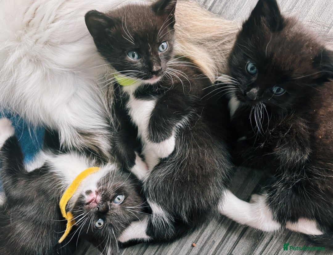 Ragdoll cats for sale: Stunning Kittens *Ready now!* - Image 13