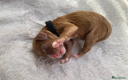 Mixed Breed dogs for sale: Cockapoo/Cavapoo Mix Puppies Available 10 Nov 25 - Image 36
