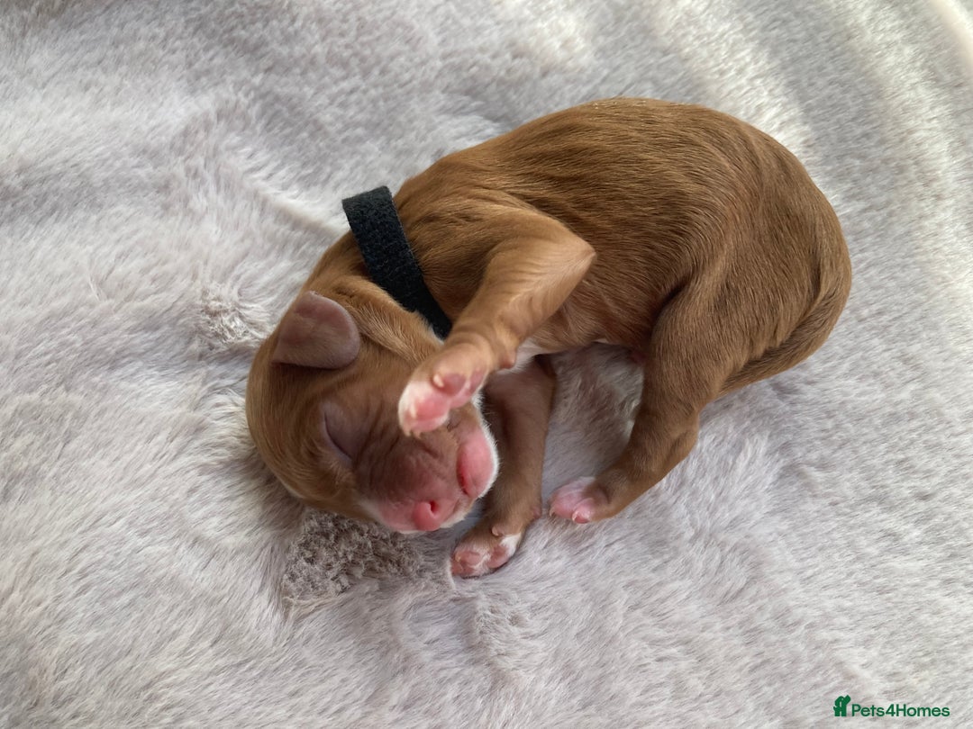 Mixed Breed dogs for sale: Cockapoo/Cavapoo Mix Puppies Available 10 Nov 25 - Image 36