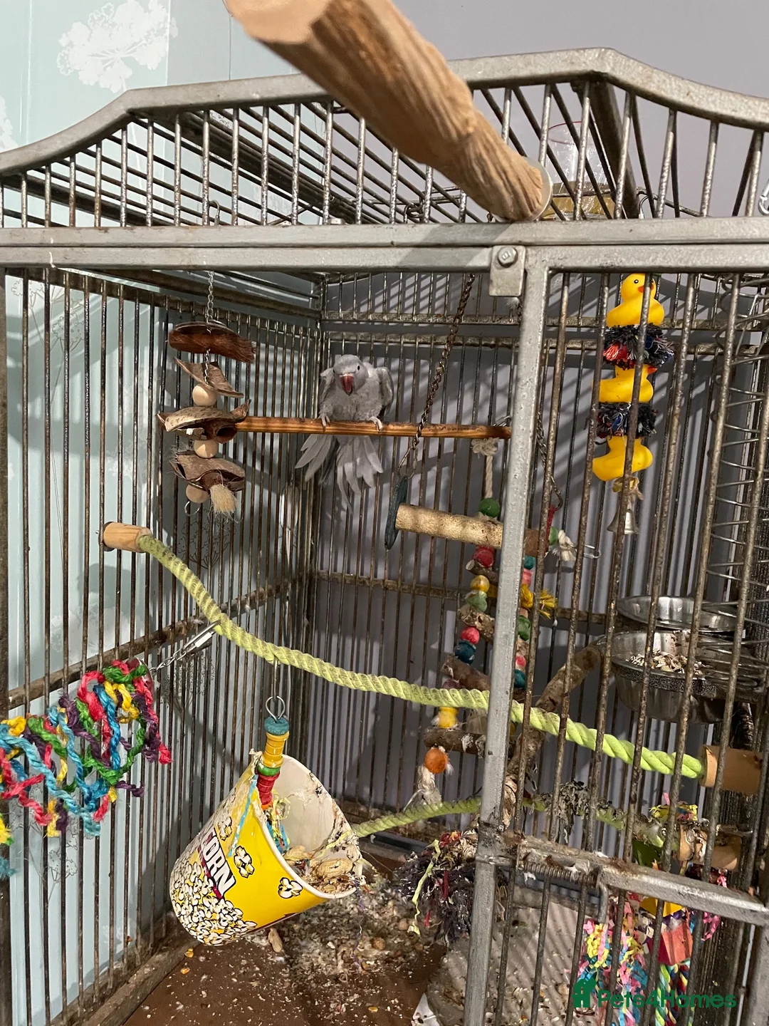 Parrots birds for sale: Indie - Advert 2