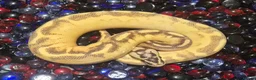 Python Snake reptiles for sale: Ball Pythons - Advert 2