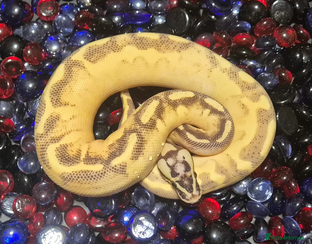 Python Snake reptiles for sale: Ball Pythons - Advert 2