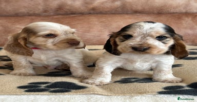 Cocker Spaniel dogs - Advert 5