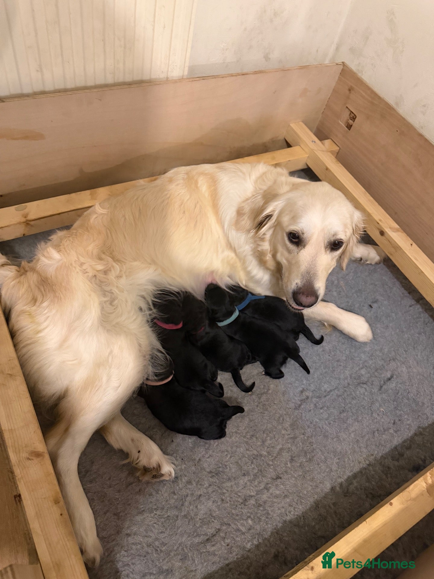 Goldendoodle dogs Superb Fully Health Tested Rare Goldendoodle Pups - Advert 10