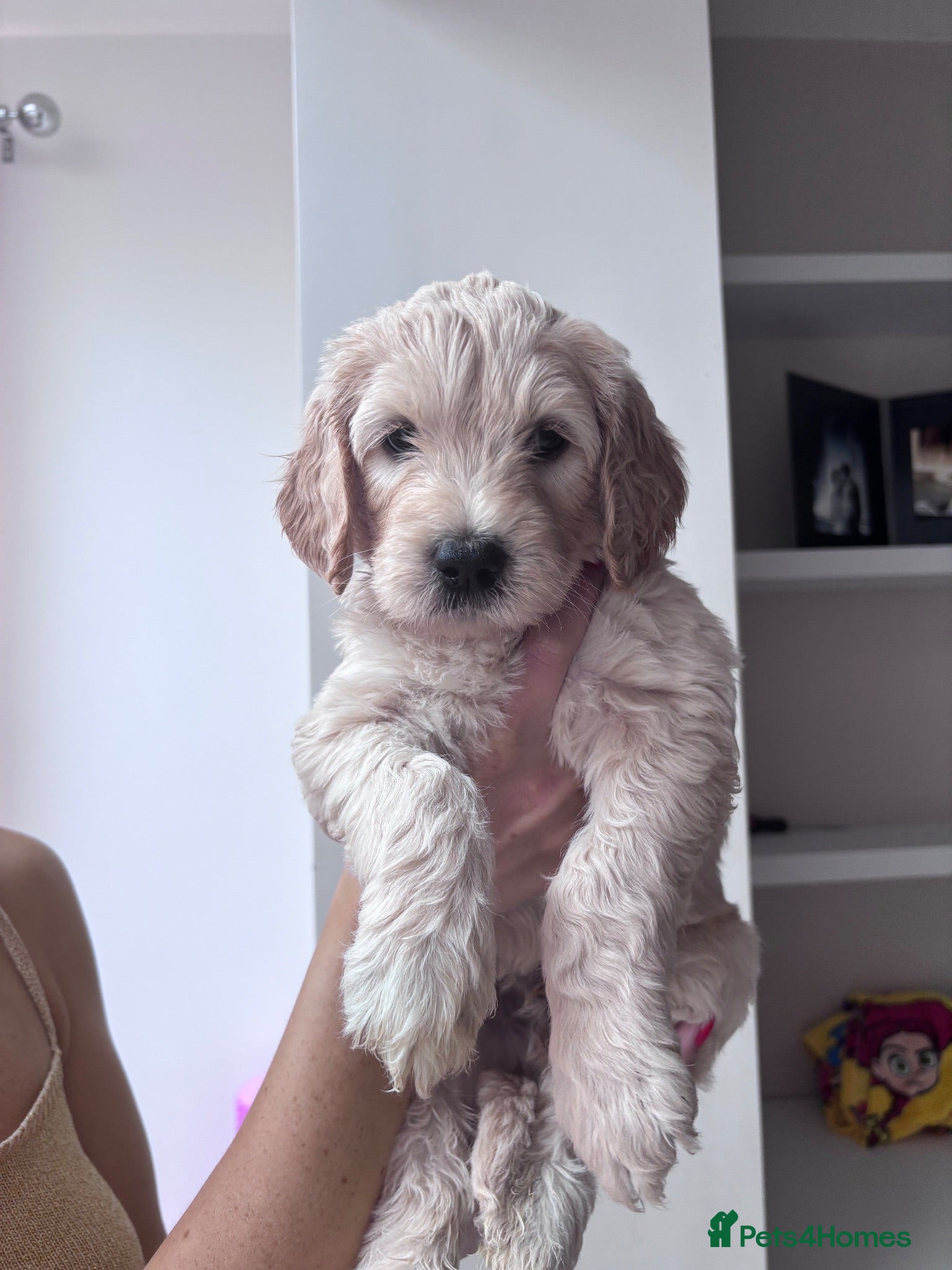 Mixed Breed dogs Gorgeous Ultimate Doodles - Advert 1