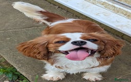 Cavalier King Charles Spaniel dogs for sale: KC Health Tested Cavalier King Charles Spaniels - Image 2