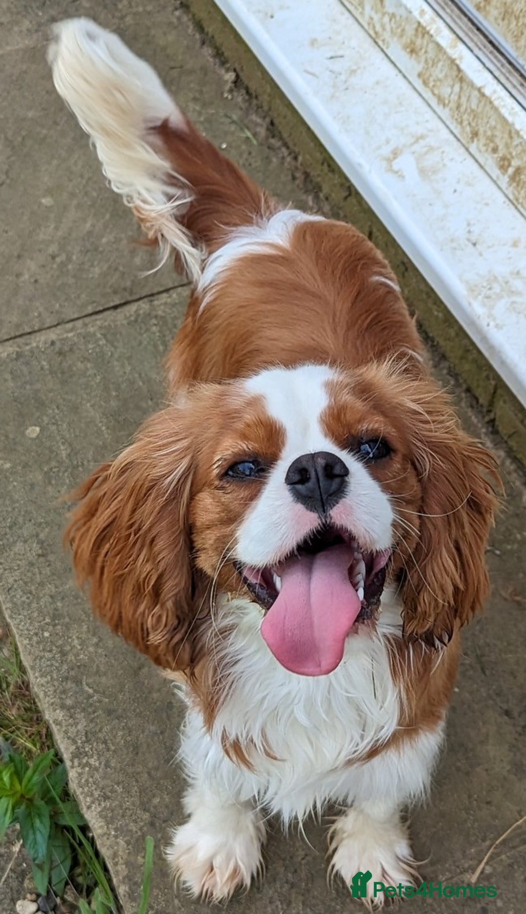 Cavalier King Charles Spaniel dogs for sale: KC Health Tested Cavalier King Charles Spaniels - Image 2