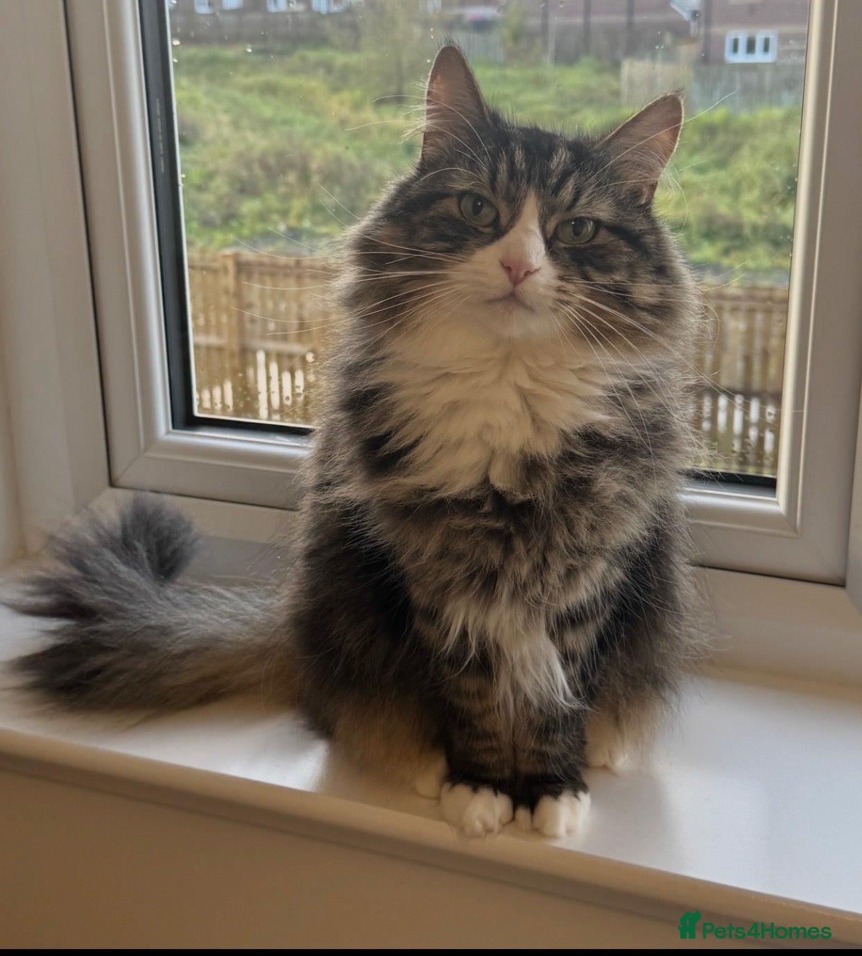 Maine Coon cats Maine coon/tabby for sale - Advert 1