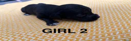 Springador dogs for sale: 1st generation Springador puppies - Advert 8