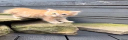 Ragdoll cats for sale: Cherubim Ragdoll - Advert 11