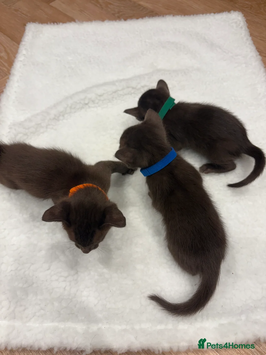 Oriental cats for sale: Chocolate Oriental Kittens  - Advert 2